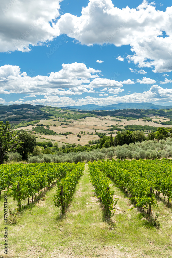 Obraz premium Tuscany vineyard rows under a blue cloudy sky in Siena