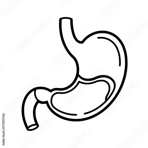 Medical illustration of human stomach, a key component in digestion system