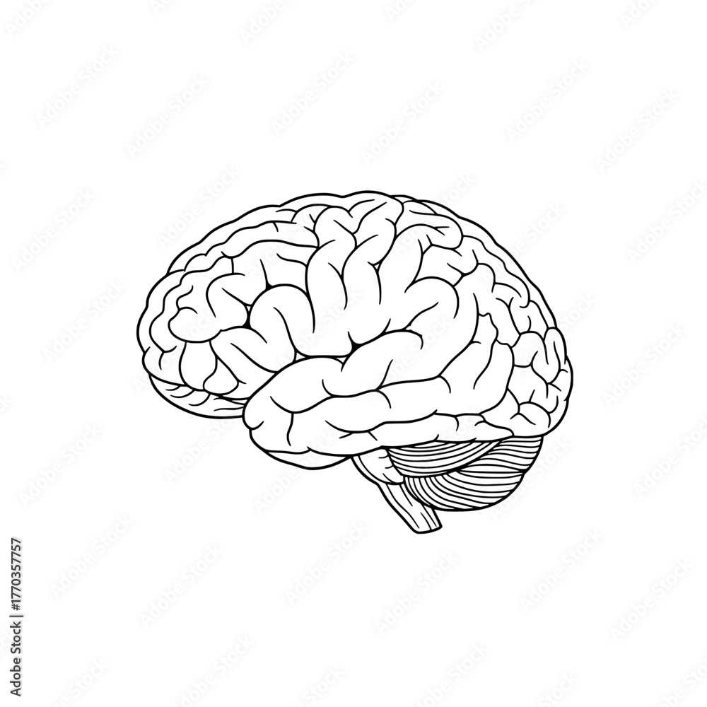 Fototapeta premium Anatomical Drawing of Human Brain, Core of Intellect and Cognitive Effort
