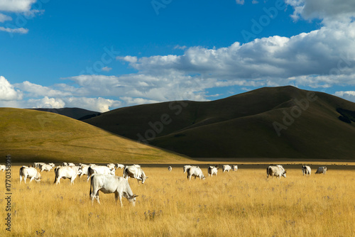 Chianina cows grazing in Castelluccio plain, Norcia, Umbria, Italy