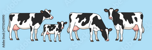 Dairy Milk Cow and Calf Vector Set,  Cute domestic livestock illustrations featuring Holstein cattle with black spots, grazing, standing, and walking farm animals isolated on white background.