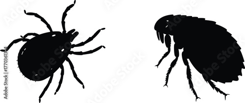 Silhouette of tick and flea insect, pest control concept, parasite vector illustration, dangerous bugs, animal parasite design, biology science art