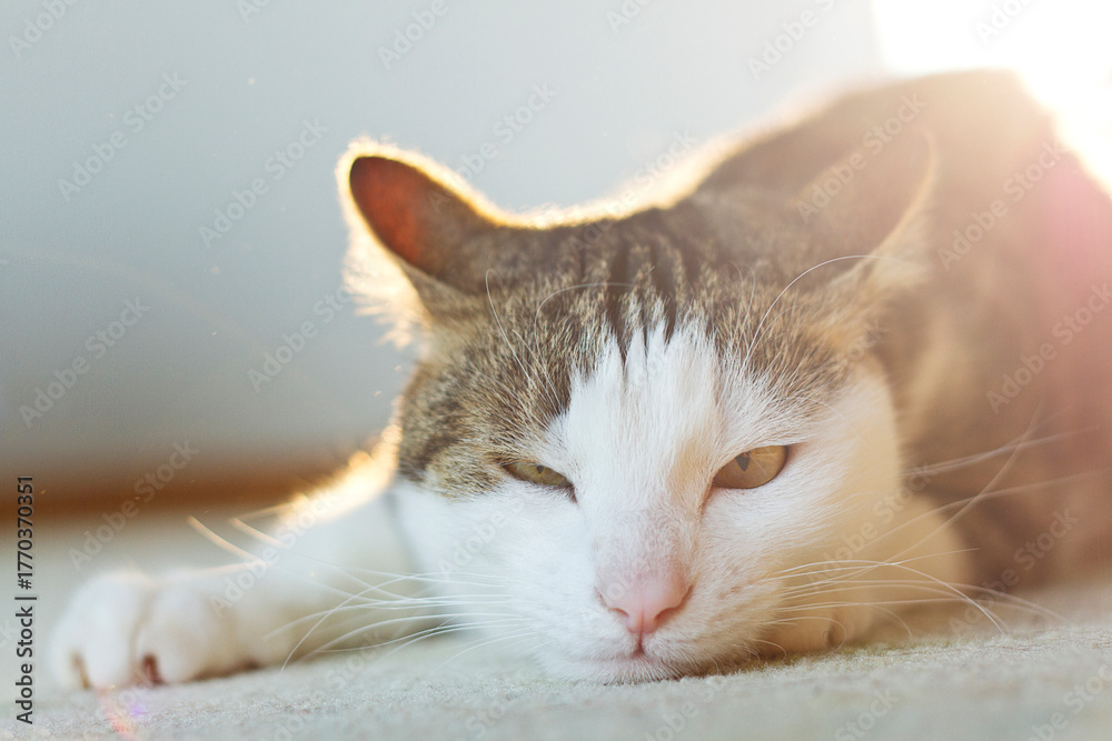 Fototapeta premium Portrait of a cat resting on a carpet