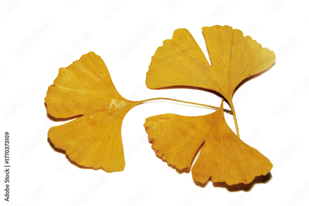 Naklejka premium 3 feuilles de gingko biloba
