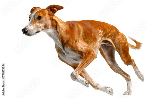 Azawakh dog running on a white background