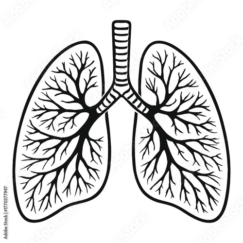 Black and white vector outline of human lungs and bronchial tree. This anatomical illustration provides a clear visual representation of the respiratory system, perfect for medical, educational