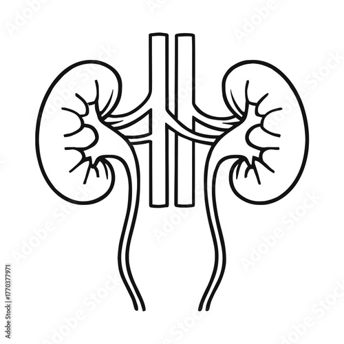 Elegant and clear outline illustration of the human renal system, showcasing the kidneys, adrenal glands, and ureters. This anatomical diagram provides a precise visual for educational resources