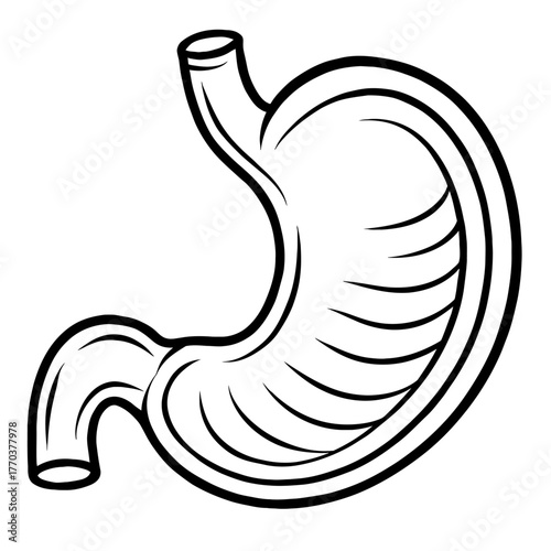 Human stomach vector outline diagram for anatomy and digestive system education, showcasing key gastric anatomy, including esophageal and duodenal connections.