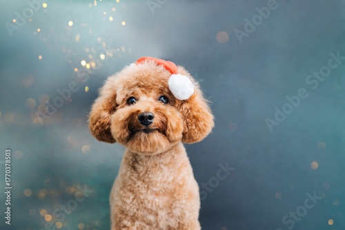Close-up small ginger poodle dog in a Santa cap on a blue-green background. Pet's portrait. Christmas greetings card, front view