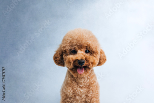 A small red poodle with a protruding tongue on a grey background, close up. Front view