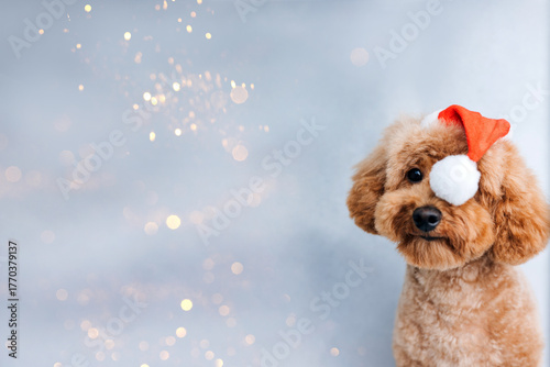 Close-up small ginger poodle dog in a Santa cap on a gray background. Pet's portrait. Christmas greetings card, front view