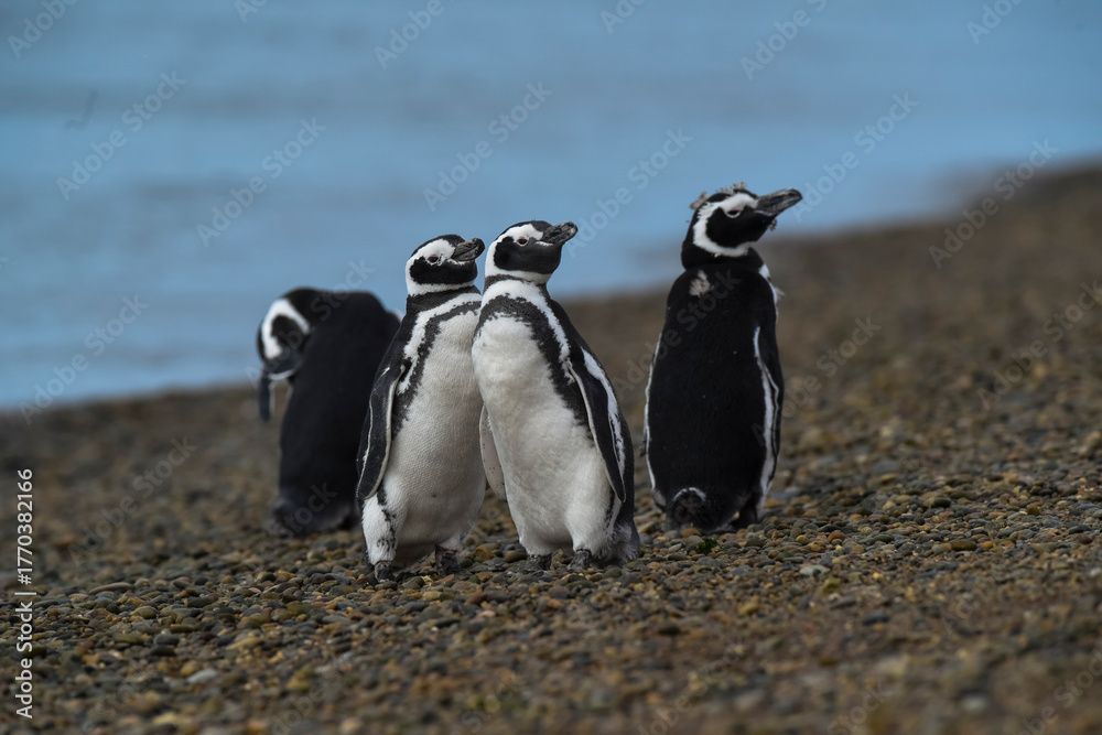 Fototapeta premium Magellanic penguin, Caleta Valdes, peninsula Valdes, Chubut Province, Patagonia Argentina
