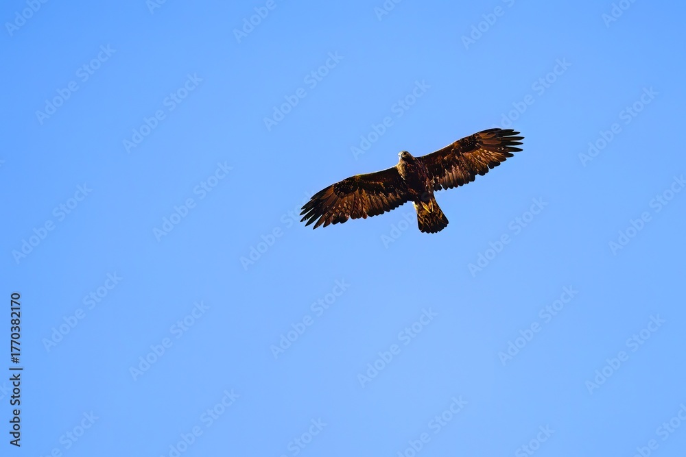 Fototapeta premium Golden eagle soaring with wings fully extended in blue sky