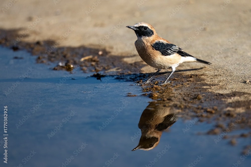 Obraz premium Male black-eared wheatear standing by the edge of a reflective water pool