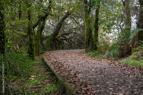 Zona boscosa en el paseo de Catoira, Galicia, España