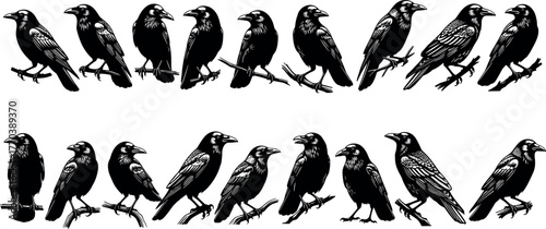 Detailed crow raven illustrations perched on branches, black and white bird art, perfect for tattoo, design, nature, and decor themes