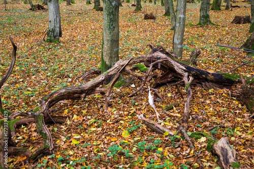 Photos This is an autumn forest covered with a carpet of fallen leaves in yellow-brown hues, among which green moss and young plants grow