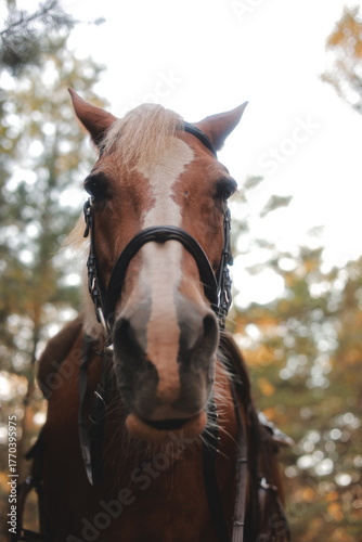 portrait of a horse
