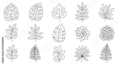 Collection of hand-drawn botanical illustrations featuring various leaf shapes and succulent plants.
