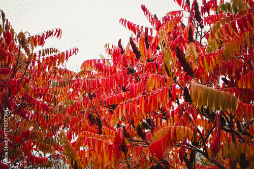 Photos Fragment of the Rhus typhina bush, also known as sumac with bright red autumn le