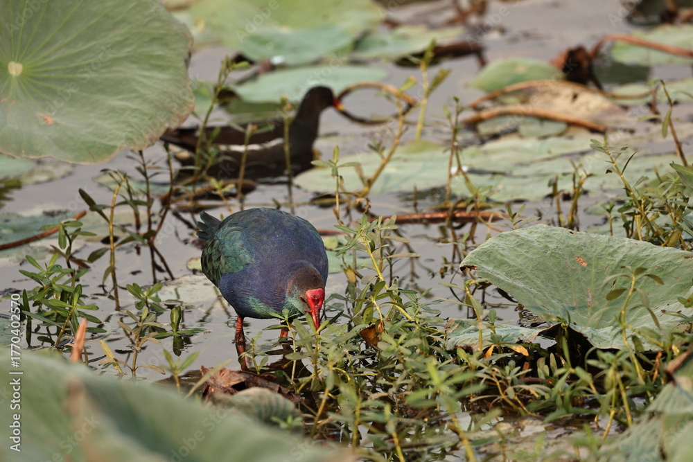 Naklejka premium Swamphen