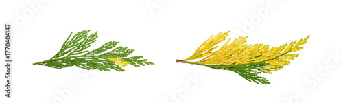 Two twigs of Calocedrus Decurrens Aureovariegata, decorative incense cedar with green-yellow needles, isolated on white background. Beautiful variegated thuja for ornamental garden.
