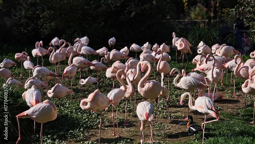 Foto flamingos in the lake