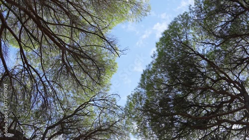 Video of the upper branches of pine trees against the blue sky. Still life. 4K. 50 fps. Slow motion.