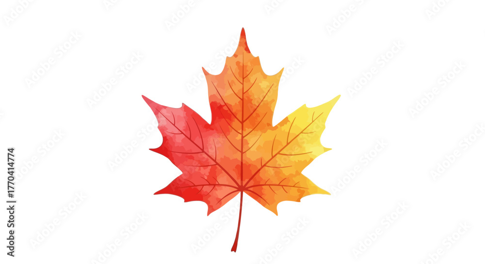Fototapeta premium Autumnal watercolor maple leaf isolated on white background botanical illustration design element