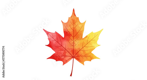 Autumnal watercolor maple leaf isolated on white background botanical illustration design element