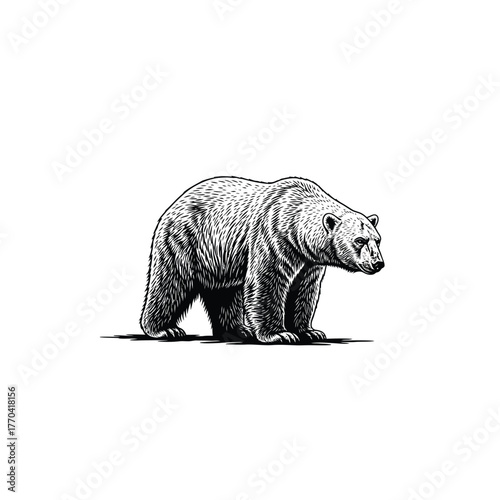 Detailed black and white illustration of a grizzly bear walking on a white background