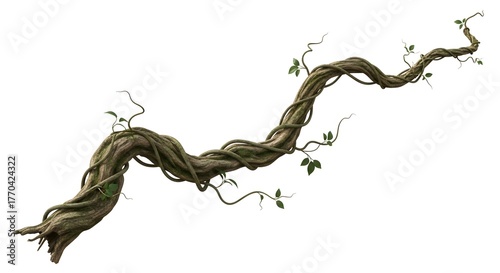 A thick, gnarled vine with small green leaves twists and turns across a white background.