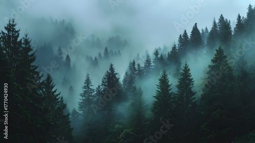 Foggy evergreen forest landscape with dense trees.