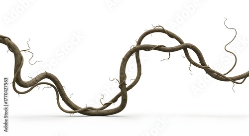 Close-up of a winding vine with intricate details and a natural, organic appearance against a white backdrop.