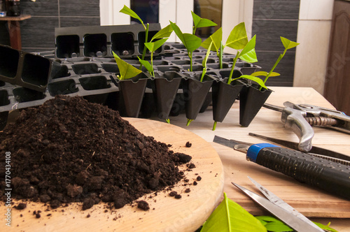 Lemon Seedlings: Cuttings in Trays, Soil and Planting Tools