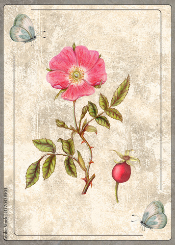 Hand Drawn Botanical Card of Briar Rose
