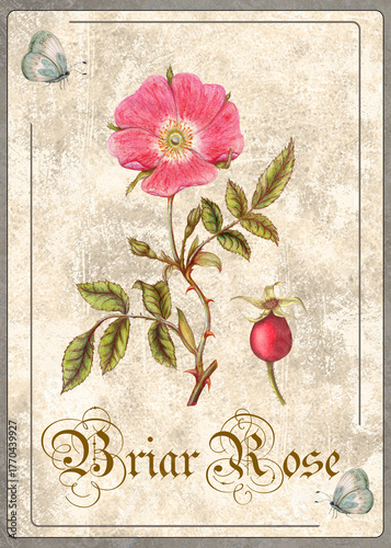 Hand Drawn Botanical Card of Briar Rose