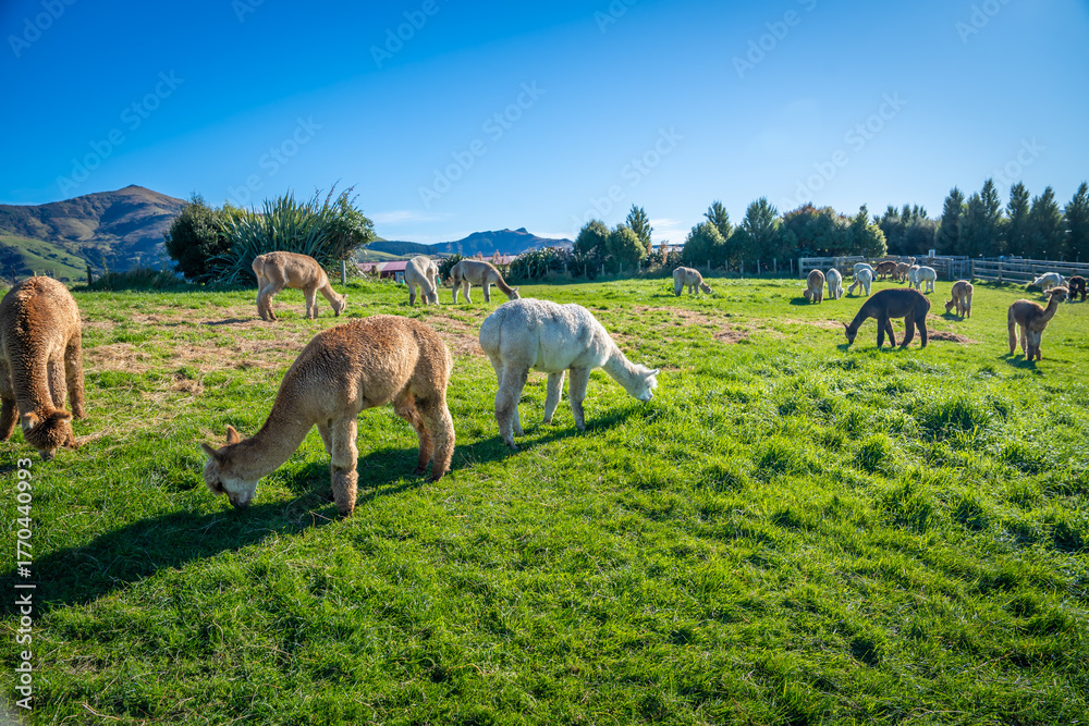 Obraz premium alpacas family in the farm feeding grass on the hill with turquoise lake background Akaroa South Island New Zealand 