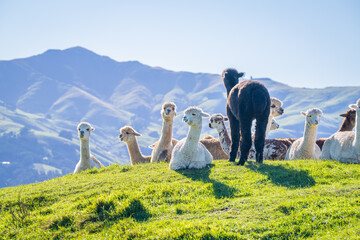 Sierkussen Lama Alpacafamilie bij turquoise meer Akaroa  © pruchawal