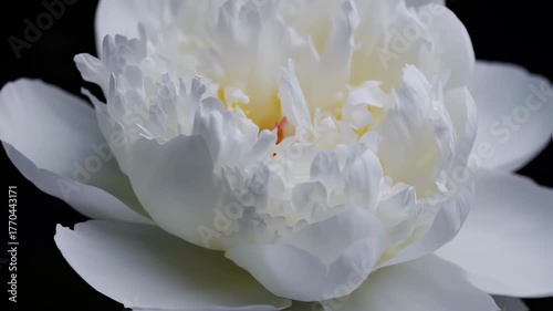 Close-up of a pristine white peony