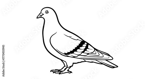 Pigeon Line Drawing in Side Profile with Detailed Feathers and Defined Features