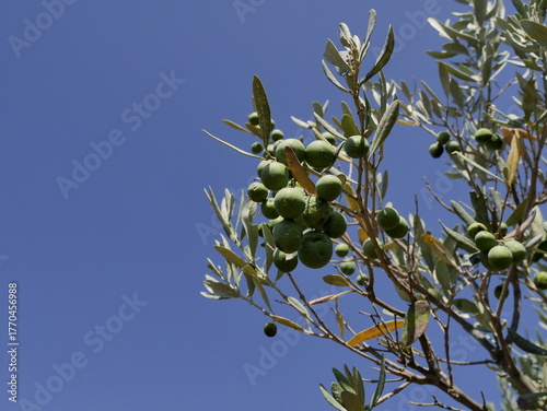 low angle view and close up of olive fruits and tree branches, oleo europaea orchard , with sunny blue sky