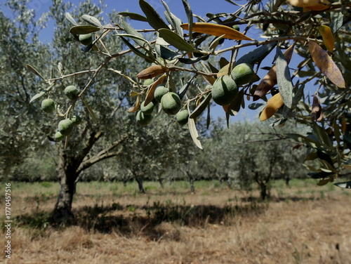 olive tree branch with fruits in the orchard in Var, France. mediterranean agriculture, oleo europaea plantation