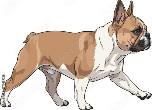 French Bulldog walking trotting side view vector illustration