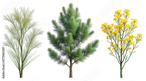 Stunning collection of three distinct plants, including a feathery grass, a lush pine tree, and vibrant yellow flowers, perfect for botanical designs.