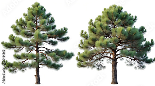 Two majestic pine trees with vibrant green needles and textured bark stand tall, perfect for nature scenes and environmental projects.