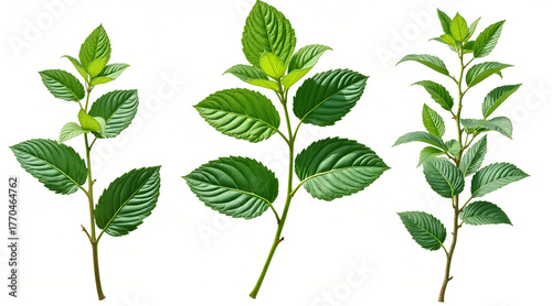 Vibrant green plant stems with fresh leaves, perfect for nature, health, and organic designs