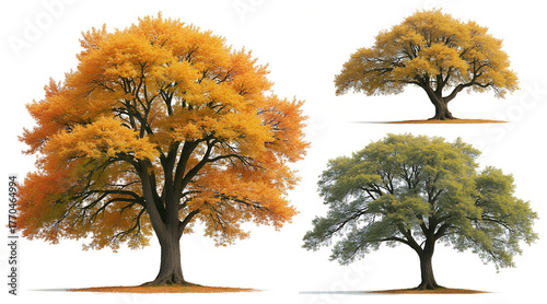 Vibrant autumn trees with golden foliage alongside lush green foliage offer stunning natural beauty for seasonal projects