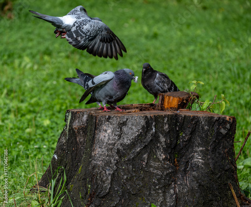 Pigeons on a large stump in the forest close-up on a summer day.