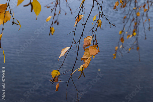 Birch branches with yellow leaves over the blue water of a lake